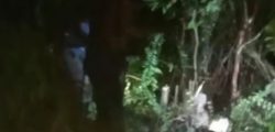 Warga Km 82 Segati Diterkam Harimau Hingga Kepalanya Hilang